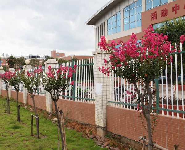 深联软板厂的紫薇花开得正美，等你来